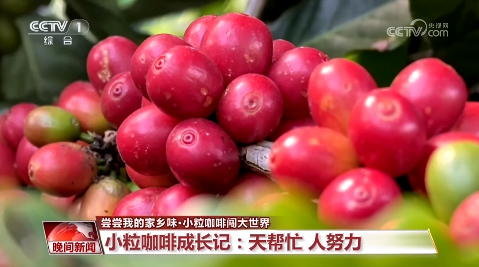半岛·综合体育入口【尝尝我的家乡味】云南：小粒咖啡闯大世界(图3)
