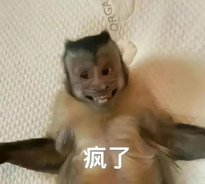 半岛·综合体育(中国)官方网站突然火起来的meme让我明白了人类为什么会成功进化(图3)